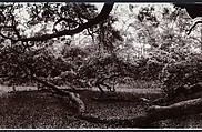 Angel Oak, John Yang (American, born China, Suchow 1933–2009 New York), Gelatin silver print