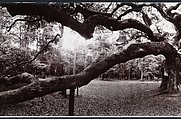 Angel Oak, John Yang (American, born China, Suchow 1933–2009 New York), Gelatin silver print