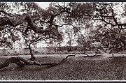 Angel Oak, John Yang (American, born China, Suchow 1933–2009 New York), Gelatin silver print