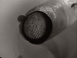 abc, Ann Hamilton (American, born 1956), Single-channel digital video, transferred from Beta tape, black-and-white, silent, 13 min.