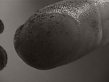 abc, Ann Hamilton (American, born 1956), Single-channel digital video, transferred from Beta tape, black-and-white, silent, 13 min.