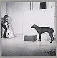 Before/On/After: Permutations I, William Wegman (American, born 1943), Gelatin silver prints