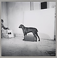 Before/On/After: Permutations I, William Wegman (American, born 1943), Gelatin silver prints
