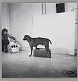 Before/On/After: Permutations I, William Wegman (American, born 1943), Gelatin silver prints
