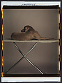 Fay on Board, William Wegman  American, Instant dye diffusion transfer print (Polaroid Polacolor II)