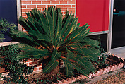 Untitled (Frond Outside Building), William Eggleston  American, Dye transfer print