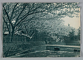 [Cherry Trees Along a Canal], Adolf de Meyer  American, born France, Carbon print