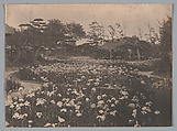 [Horikiri Iris Garden, Tokyo, Japan], Adolf de Meyer  American, born France, Gelatin silver print