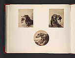 [Dogs], John Thomson  British, Scottish, Albumen silver print from glass negative