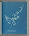 Sargassum bacciferum, Anna Atkins British, Cyanotype