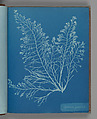 Cystoseira granulata, Anna Atkins British, Cyanotype