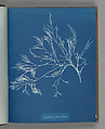 Cystoseira fæniculacea, Anna Atkins British, Cyanotype