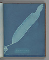 Laminaria saccharina, Anna Atkins British, Cyanotype