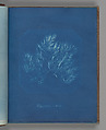 Polysiphonia violacea, Anna Atkins British, Cyanotype