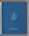Bangia fusco-purpurea, Anna Atkins British, Cyanotype