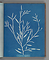 Halydrys siliquosa, Anna Atkins  British, Cyanotype