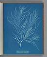 Desmarestia liqulata, Anna Atkins British, Cyanotype