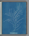 Desmarestia aculeata, Anna Atkins British, Cyanotype