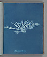 Dictyota dichotoma, Anna Atkins British, Cyanotype