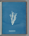 Dictyota atomaria, Anna Atkins British, Cyanotype