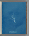 Striaria attenuata, Anna Atkins British, Cyanotype