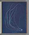 Chorda filum, Anna Atkins British, Cyanotype