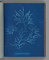 Cladostephus verticillatus, Anna Atkins British, Cyanotype