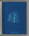 Sphacelaria scoparia, Anna Atkins  British, Cyanotype