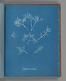 Gelidium corneum, Anna Atkins  British, Cyanotype