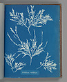 Gelidium rostratum, Anna Atkins British, Cyanotype