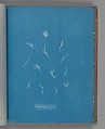 Grateloupia filicina, Anna Atkins British, Cyanotype