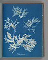 Ptilota plumosa, Anna Atkins British, Cyanotype