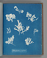 Ptilota plumosa. ß capillaris, Anna Atkins  British, Cyanotype