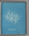 Griffithsia equisetifolia, Anna Atkins  British, Cyanotype