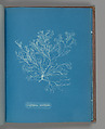 Griffithsia multifida, Anna Atkins British, Cyanotype