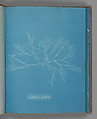 Griffithsia corallina, Anna Atkins British, Cyanotype