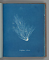 Griffithsia setacea, Anna Atkins  British, Cyanotype