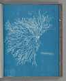 Ceramium rubrum, Anna Atkins  British, Cyanotype