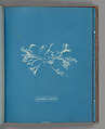 Ceramium ciliatum, Anna Atkins  British, Cyanotype