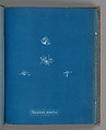 Polysiphonia parasitica, Anna Atkins  British, Cyanotype