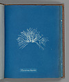 Polysiphonia thuyoides, Anna Atkins British, Cyanotype