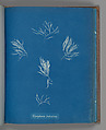 Polysiphonia fruticulosa, Anna Atkins  British, Cyanotype