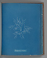 Polysiphonia subulifera, Anna Atkins  British, Cyanotype