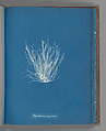Polysiphonia nigrescens, Anna Atkins British, Cyanotype