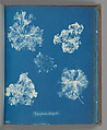 Polysiphonia fastigiata, Anna Atkins British, Cyanotype