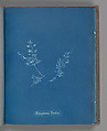 Polysiphonia Brodiæi, Anna Atkins British, Cyanotype