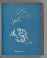 Polysiphonia fibrata, Anna Atkins British, Cyanotype