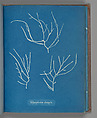 Polysiphonia elongata, Anna Atkins British, Cyanotype