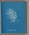 Polysiphonia byssoides, Anna Atkins  British, Cyanotype