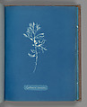 Cystoseira ericoides, Anna Atkins  British, Cyanotype